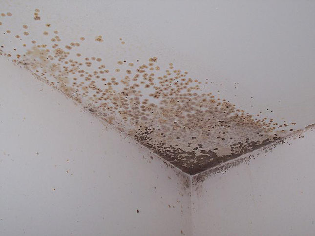 Mould – Cause and Solution